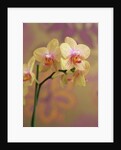 Orchid by Anonymous