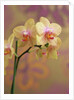 Orchid by Anonymous