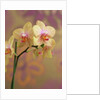Orchid by Anonymous