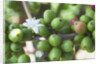 Flower and Coffee Cherries by Anonymous