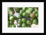 Flower and Coffee Cherries by Anonymous