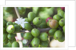 Flower and Coffee Cherries by Anonymous