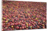 Coffee Cherries by Anonymous