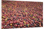 Coffee Cherries by Anonymous