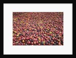 Coffee Cherries by Anonymous