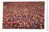 Coffee Cherries by Anonymous