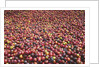 Coffee Cherries by Anonymous