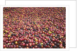 Coffee Cherries by Anonymous