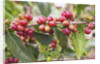 Coffee Cherries by Anonymous