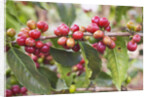 Coffee Cherries by Anonymous
