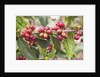 Coffee Cherries by Anonymous