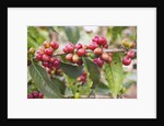 Coffee Cherries by Anonymous