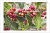 Coffee Cherries by Anonymous