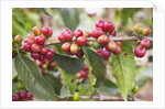 Coffee Cherries by Anonymous