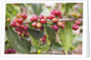 Coffee Cherries by Anonymous