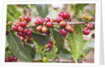 Coffee Cherries by Anonymous