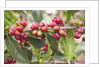 Coffee Cherries by Anonymous