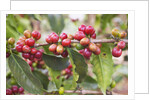 Coffee Cherries by Anonymous