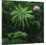 Protea Plant by Anonymous