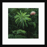 Protea Plant by Anonymous