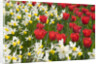 Oscar Tulips and Jack Snipe Narcissus by Anonymous
