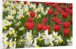 Oscar Tulips and Jack Snipe Narcissus by Anonymous