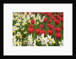 Oscar Tulips and Jack Snipe Narcissus by Anonymous
