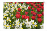Oscar Tulips and Jack Snipe Narcissus by Anonymous
