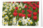 Oscar Tulips and Jack Snipe Narcissus by Anonymous