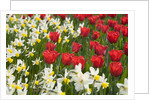 Oscar Tulips and Jack Snipe Narcissus by Anonymous