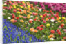 Rows of Flowers in Keukenhof Gardens by Anonymous