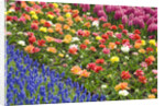 Rows of Flowers in Keukenhof Gardens by Anonymous
