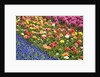 Rows of Flowers in Keukenhof Gardens by Anonymous