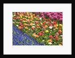 Rows of Flowers in Keukenhof Gardens by Anonymous