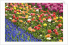 Rows of Flowers in Keukenhof Gardens by Anonymous
