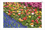 Rows of Flowers in Keukenhof Gardens by Anonymous