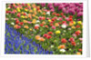 Rows of Flowers in Keukenhof Gardens by Anonymous
