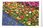 Rows of Flowers in Keukenhof Gardens by Anonymous