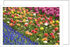 Rows of Flowers in Keukenhof Gardens by Anonymous