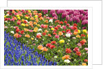 Rows of Flowers in Keukenhof Gardens by Anonymous