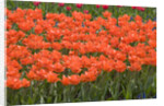 Atje Keulen Tulips by Anonymous