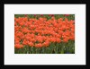 Atje Keulen Tulips by Anonymous
