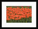 Atje Keulen Tulips by Anonymous