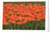 Atje Keulen Tulips by Anonymous