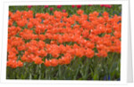 Atje Keulen Tulips by Anonymous