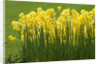 Yellow Martinette Narcissus by Anonymous