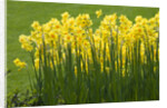 Yellow Martinette Narcissus by Anonymous