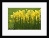 Yellow Martinette Narcissus by Anonymous