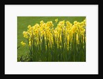 Yellow Martinette Narcissus by Anonymous