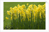 Yellow Martinette Narcissus by Anonymous